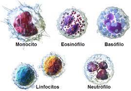 tipos de leucocitos